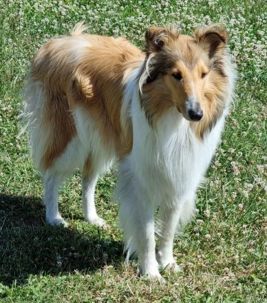 Wurfankündigung um den 06.06.2025  Collie Welpen