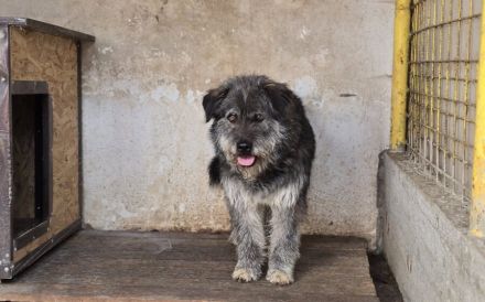 Rubert wartet auf seine Menschen