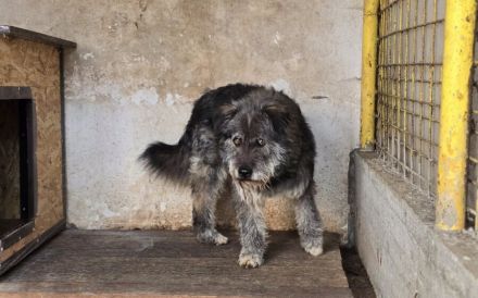 Rubert wartet auf seine Menschen