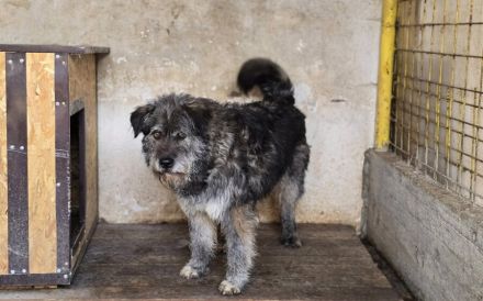Rubert wartet auf seine Menschen