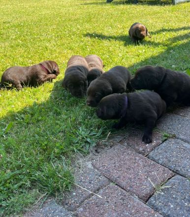 Arbeitslinie - reinrassige Labradorwelpen in der Farbe Chocolate