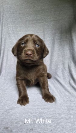 Arbeitslinie - reinrassige Labradorwelpen in der Farbe Chocolate