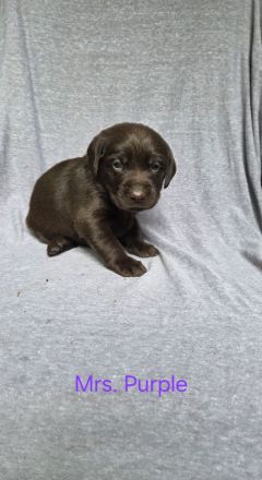 Arbeitslinie - reinrassige Labradorwelpen in der Farbe Chocolate