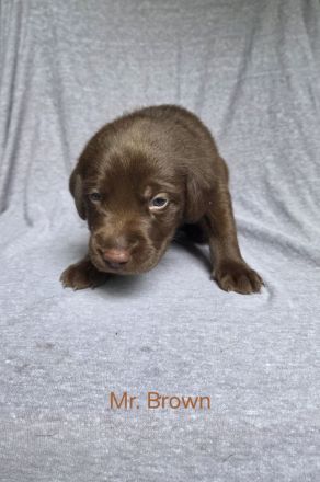 Arbeitslinie - reinrassige Labradorwelpen in der Farbe Chocolate
