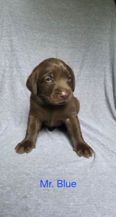 Arbeitslinie - reinrassige Labradorwelpen in der Farbe Chocolate