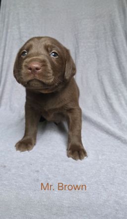 Arbeitslinie - reinrassige Labradorwelpen in der Farbe Chocolate
