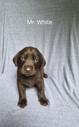 Arbeitslinie - reinrassige Labradorwelpen in der Farbe Chocolate