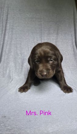 Arbeitslinie - reinrassige Labradorwelpen in der Farbe Chocolate