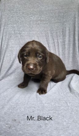 Arbeitslinie - reinrassige Labradorwelpen in der Farbe Chocolate