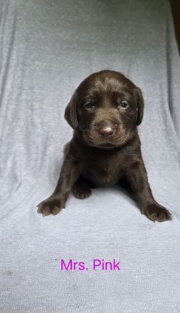Arbeitslinie - reinrassige Labradorwelpen in der Farbe Chocolate