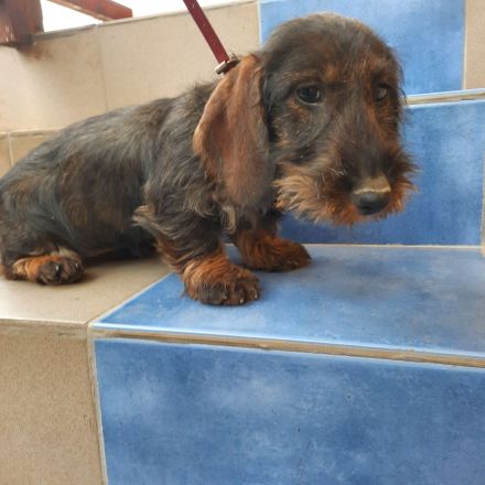 Dackel . Rauhaardackel