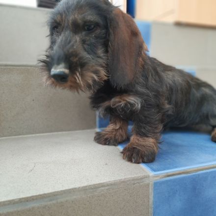 Dackel . Rauhaardackel