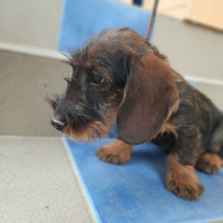 Dackel . Rauhaardackel