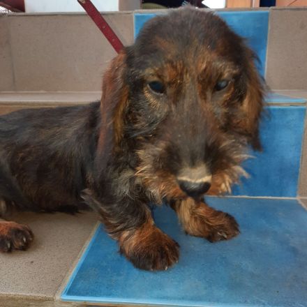 Dackel . Rauhaardackel