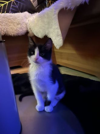 Kater Kovu sucht dringend neues Zuhause