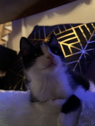 Kater Kovu sucht dringend neues Zuhause