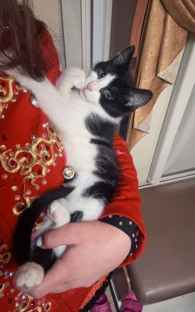 Kater Kovu sucht dringend neues Zuhause