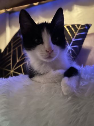 Kater Kovu sucht dringend neues Zuhause