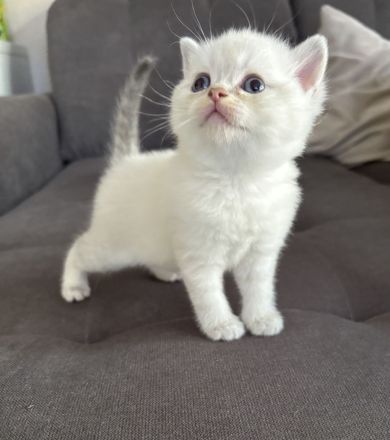 BKH Kitten