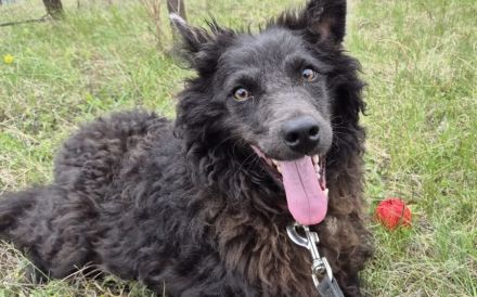 Außergewöhnliche Lilo sucht Familienanschluss