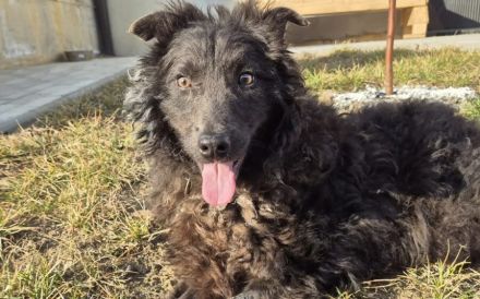 Außergewöhnliche Lilo sucht Familienanschluss