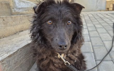 Außergewöhnliche Lilo sucht Familienanschluss