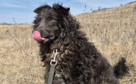 Außergewöhnliche Lilo sucht Familienanschluss