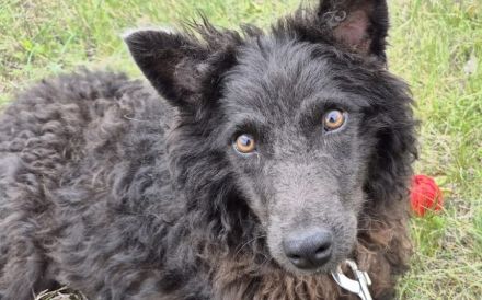 Außergewöhnliche Lilo sucht Familienanschluss