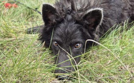 Außergewöhnliche Lilo sucht Familienanschluss