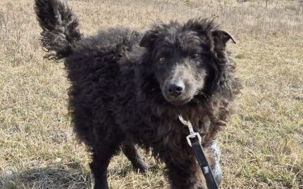 Außergewöhnliche Lilo sucht Familienanschluss