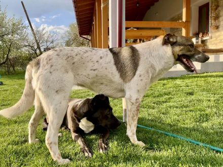 Olive wünscht sich eine liebevolle Familie