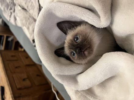 Siam Baby Katze zu vergeben