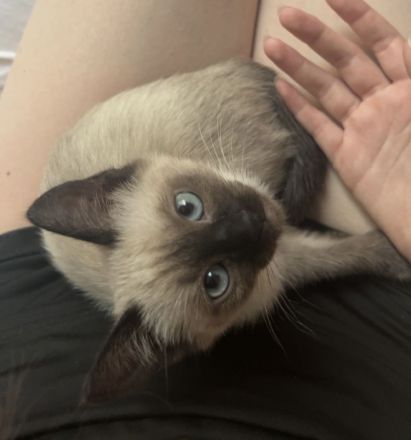 Siam Baby Katze zu vergeben