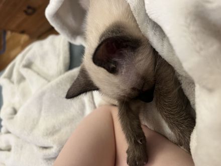 Siam Baby Katze zu vergeben