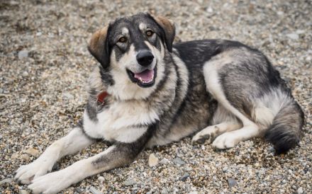 Aufgeschlossene und entspannte Alisea