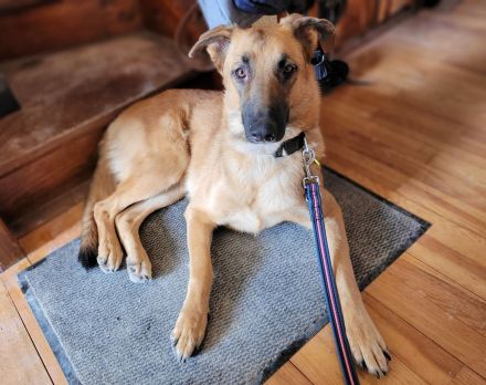 Lieb & lustig - Malinois Mischling Hündin, Belgischer Schäferhund, Familienhund, Anfängerhund