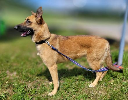 Lieb & lustig - Malinois Mischling Hündin, Belgischer Schäferhund, Familienhund, Anfängerhund