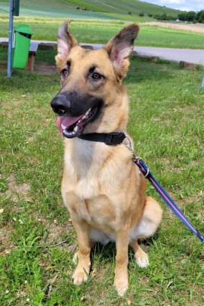 Lieb & lustig - Malinois Mischling Hündin, Belgischer Schäferhund, Familienhund, Anfängerhund