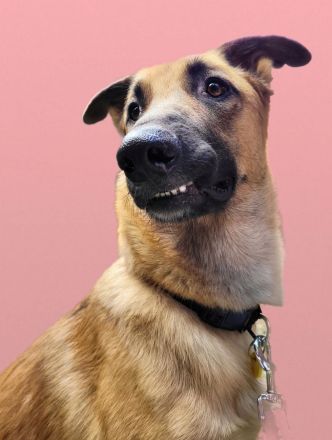 Lieb & lustig - Malinois Mischling Hündin, Belgischer Schäferhund, Familienhund, Anfängerhund