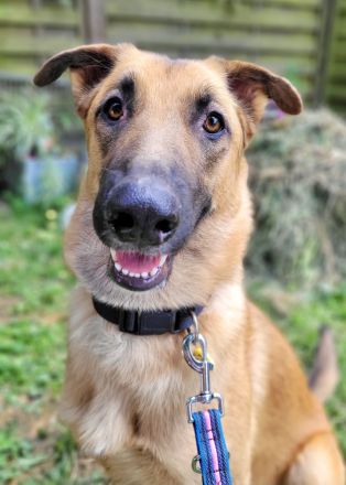 Lieb & lustig - Malinois Mischling Hündin, Belgischer Schäferhund, Familienhund, Anfängerhund