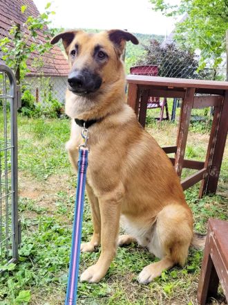 Lieb & lustig - Malinois Mischling Hündin, Belgischer Schäferhund, Familienhund, Anfängerhund