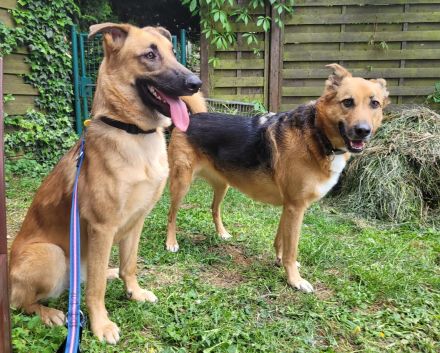 Lieb & lustig - Malinois Mischling Hündin, Belgischer Schäferhund, Familienhund, Anfängerhund