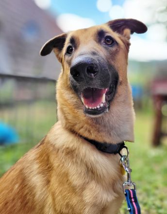 Lieb & lustig - Malinois Mischling Hündin, Belgischer Schäferhund, Familienhund, Anfängerhund