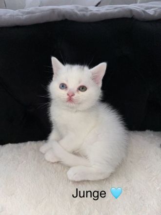 Süße Reinrassige BKH zu verkaufen