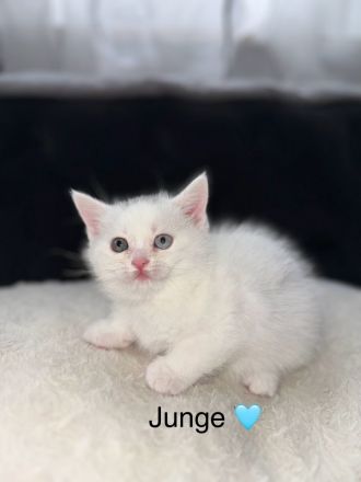 Süße Reinrassige BKH zu verkaufen