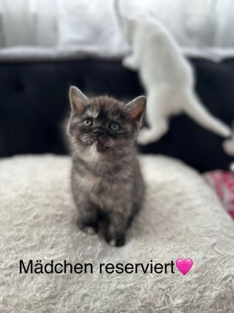 Süße Reinrassige BKH zu verkaufen