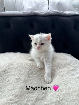 Süße Reinrassige BKH zu verkaufen