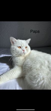 Süße Reinrassige BKH zu verkaufen