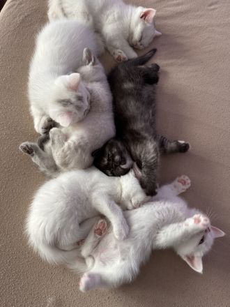 Süße Reinrassige BKH zu verkaufen