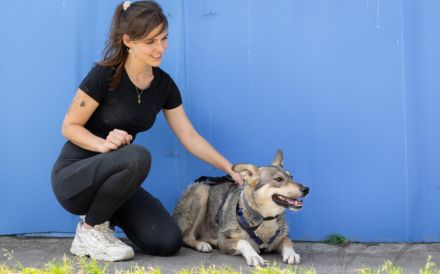 Ruhiges Zuhause für Franka gesucht